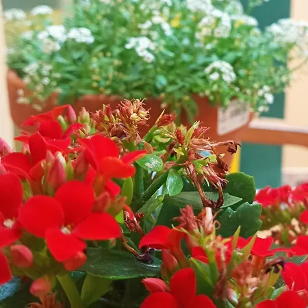 بيت شباب Allegro سانتاندر