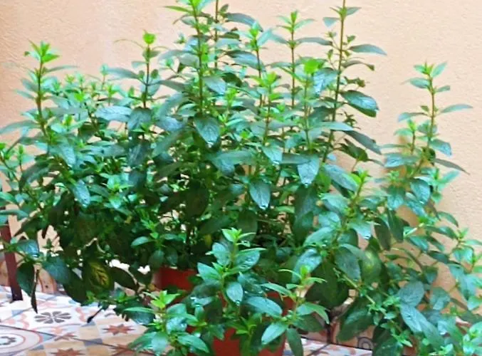 阿勒格洛旅馆 * 桑坦德